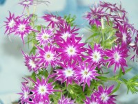 /album/phlox/flox-nizky-fialovocerveny-jpg/